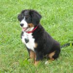 puppy sitting on grass