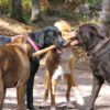 Ultimate Guide to Dog Park Safety