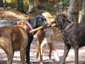 Ultimate Guide to Dog Park Safety