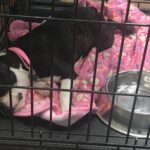 Boston Terrier sleeping crate