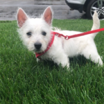 West Highland Terrier puppy on grass