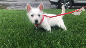 West Highland Terrier puppy on grass