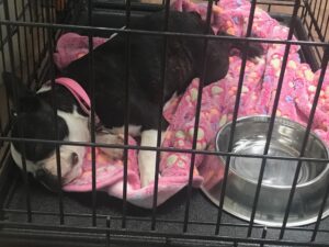 Boston Terrier sleeping crate