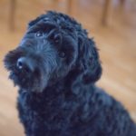 black dog looking up at camera