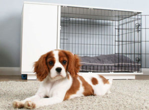 Puppy posing indoors with crate in background