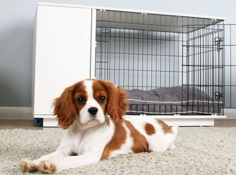 Puppy posing indoors with crate in background