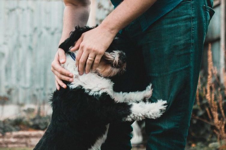 Dog climbing on person in backyard