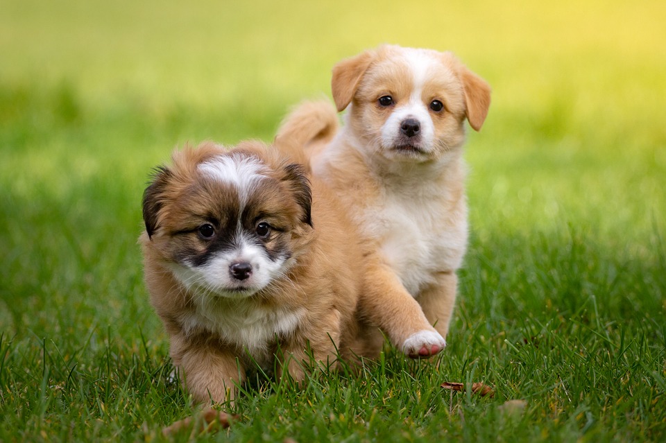 Two puppies walking on grass