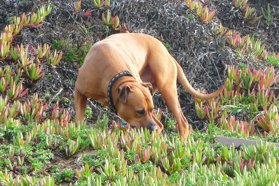Dog in yard sniffing plants
