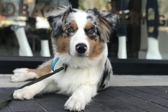 Australian Shepherd posing in public