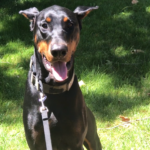 Doberman posing for photo on grass