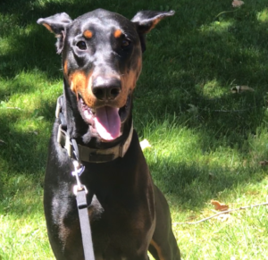 Doberman posing for photo on grass
