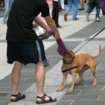 Man tugging object away from dog in public