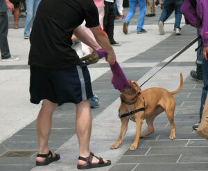 Man tugging object away from dog in public