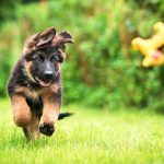 German Shepherd Puppy Running over grass