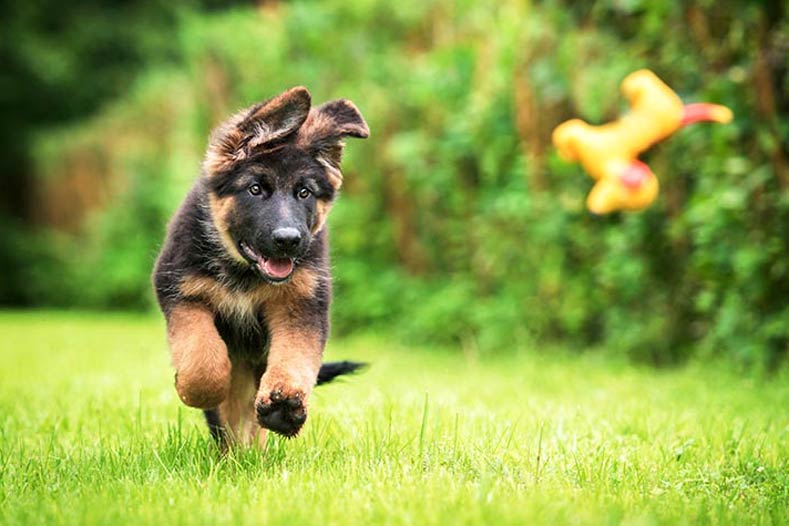 German Shepherd Puppy Running over grass